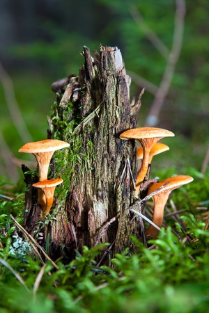 Yellow mushrooms growing on an old tree stubの写真素材