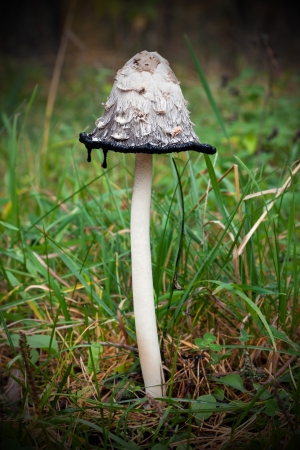 Slim tall mushroom known as Coprinus comatusの写真素材
