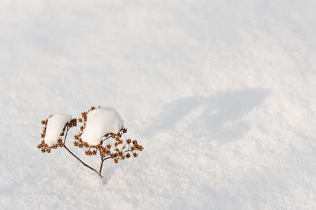 Small plant with snow hat on white snow  Low sunlight creates shadow of the plant onto the snow の写真素材