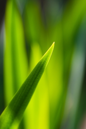 Green plant leaf on greenish backgroundの写真素材