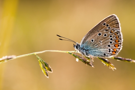 A closeup of a butterfly on a plantの写真素材