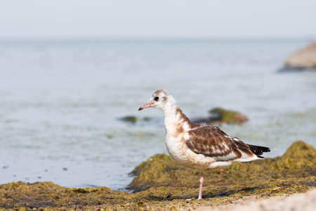 Closeup of a sea gull or mew