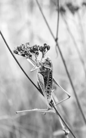 Black and white closeup photo of a big grasshopper on a plant.の写真素材