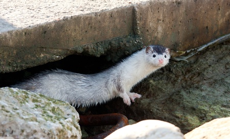 Little white weasel looking around on rocksの写真素材