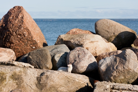 Little white weasel looking around on rocksの写真素材