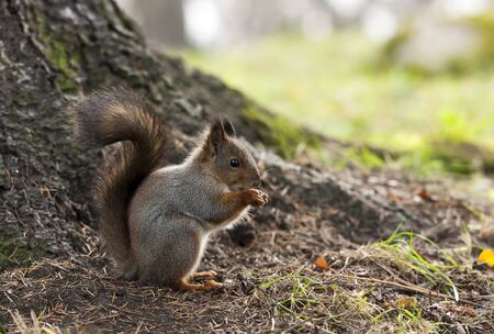 Closeup picture of a fluffy fur squirrel eating on the groundの写真素材
