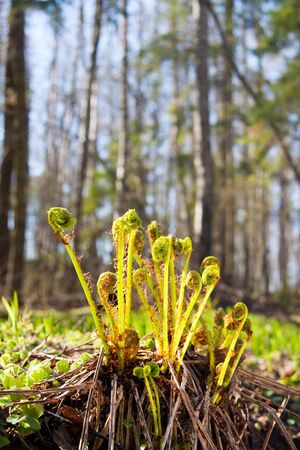 Closeup of young ferns or bracken at springの写真素材