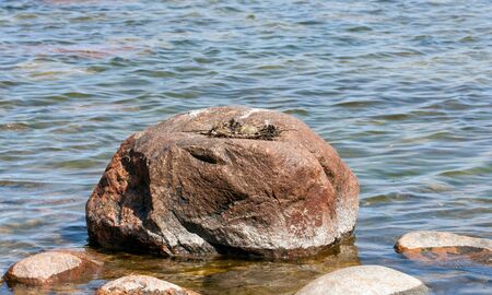 Sea gull or mew nest with eggs on a big rockの写真素材