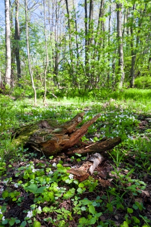 Old broken stump in a green forest in summerの写真素材