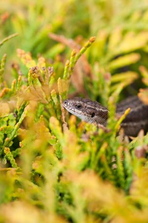 Closeup of a brown lizard on a yellowish plantの写真素材