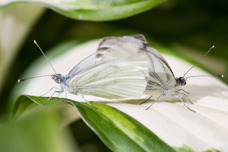 Two white butterflies together on a plant leafの写真素材