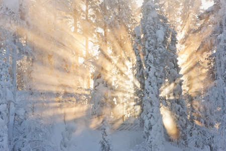 Sunrays through snowy forest in light mistの写真素材
