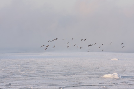 Birds flying over frozen seaの写真素材