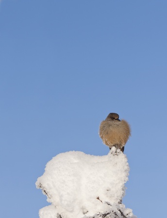 Bird with fluffy plumage sitting on top af a snowy treeの写真素材