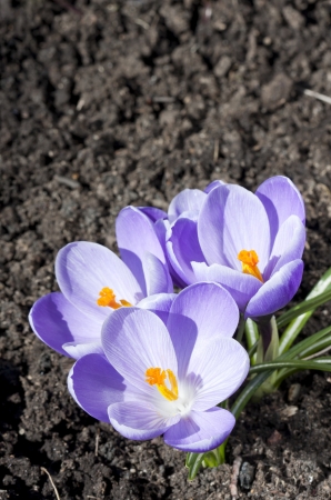 Closeup of violet crocuses growing in a soil in springの写真素材