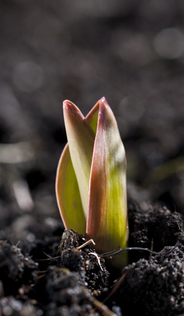 Small burgeoning tulip with yellowish leaves with reddish edges in a soil の写真素材