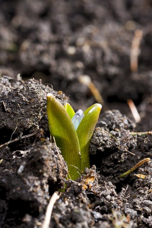 Small burgeoning tinkler with green leaves and a blueish blossom in a soil の写真素材