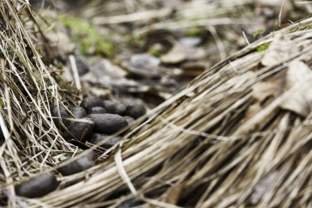 Closeup of goat stool on the ground near tuft of grassの写真素材