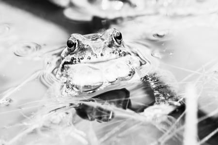 Little grass frog sitting in waterの写真素材