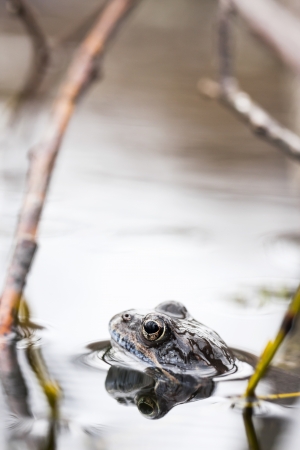 Small grass frog in water near a plant strawの写真素材