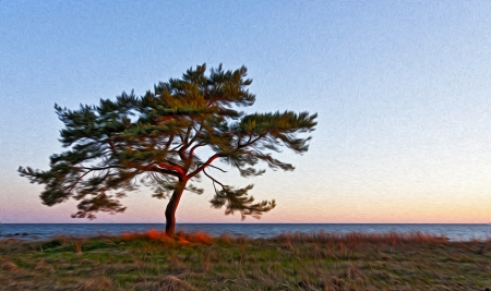 Picture with oil painting effect of a single pine tree growing on grass field near seaの写真素材