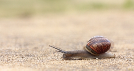 Snail moving on ground. Motion blur visible. の写真素材