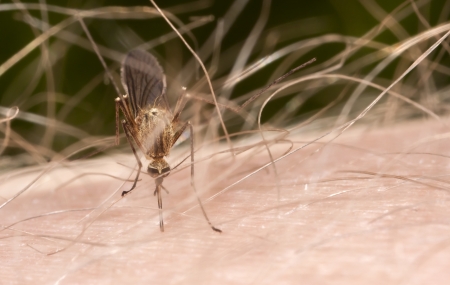 Gnat or mosquito on hairy skin preparing to insert its needle to suck bloodの写真素材