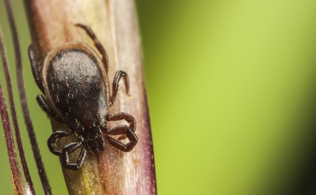 Dark brown tick on a plant stalkの写真素材