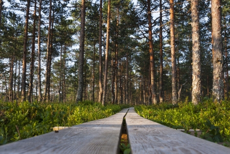 Timber boardwalk in forest in marsh or bog in Estoniaの写真素材