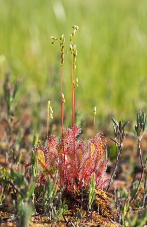 Closeup of a Great Sundew, also known as English sundew and Drosera anglica. The plant that eats insects, flyes and other small  animals.の写真素材