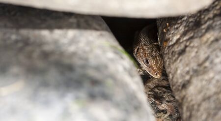 Brown lizard on rocks looking around