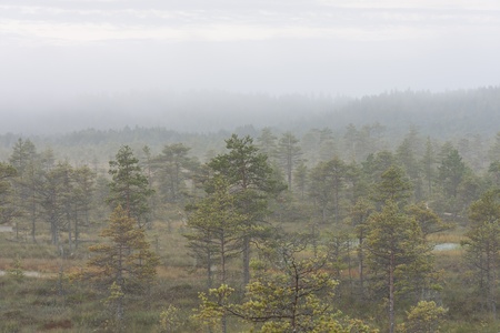 Pine tree forest in marsh early in the morning