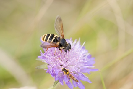 Little wasp on violet flower collecting honey
