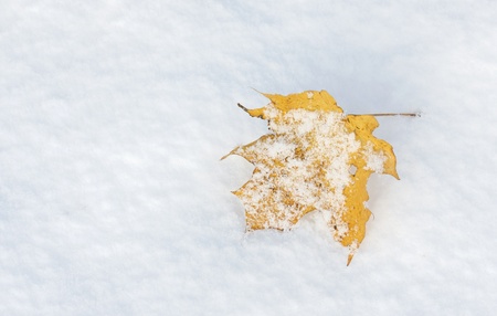 Yellow leaf on snow at late autumn or early winterの写真素材