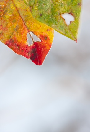 Colorful autumn leaves with a hole reminding a heart shapeの写真素材