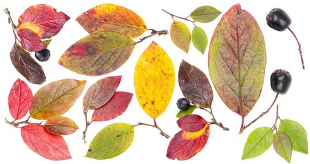 Colorful autumn leaves isolated to white backgroundの写真素材