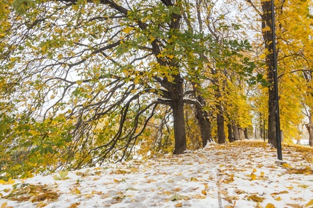 Snow and trees with colorful autumn leavesの写真素材