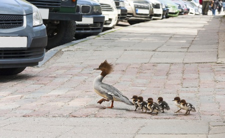 Family of Great crested grebe lost on a city street in the Old Town of Tallinn, Estoniaの写真素材