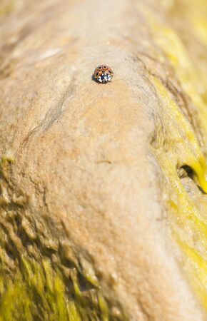 Ladybird on a light brownish rockの写真素材