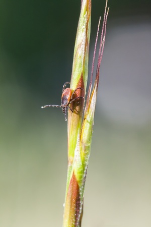 Closeup of a tick on a plant strawの写真素材
