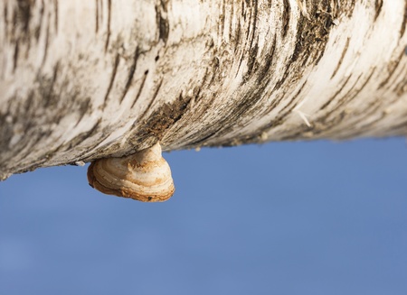 Little toadstool or fungus on snowy birch treeの写真素材