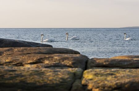 Swans swim in sea behind brown rocks or stones