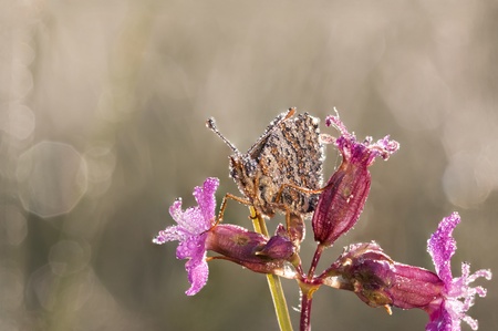 Brown butterfly covered with water bubbles on a flower early in the morningの写真素材