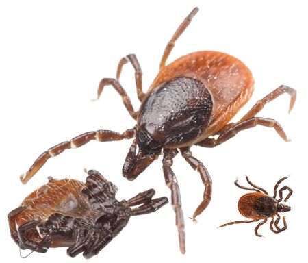 Isolated red tick on white background