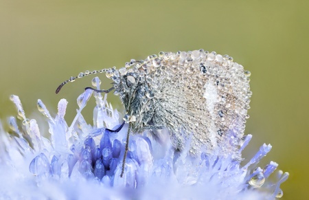 Butterfly covered with water drops or bubbles on a blue flower blossomの写真素材