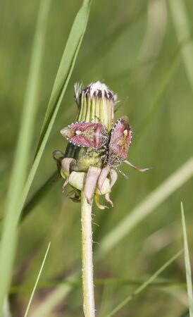 Red stink bugs on a dandelion straw