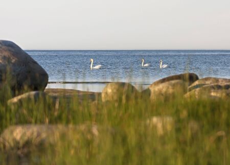 Swans swim in sea behind brown rocks or stonesの写真素材