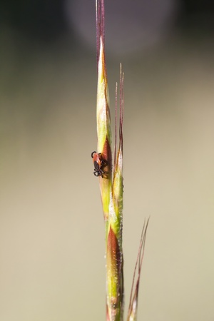 Closeup of a tick on a plant strawの写真素材