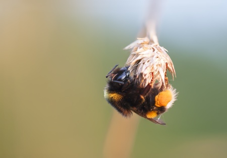 Bee with yellow honey bags hang on a plant strawの写真素材