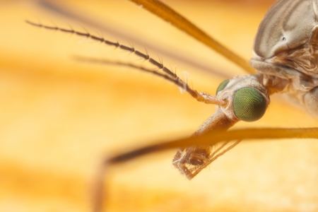 Extreme closeup portrait of a big mosquito's headの写真素材
